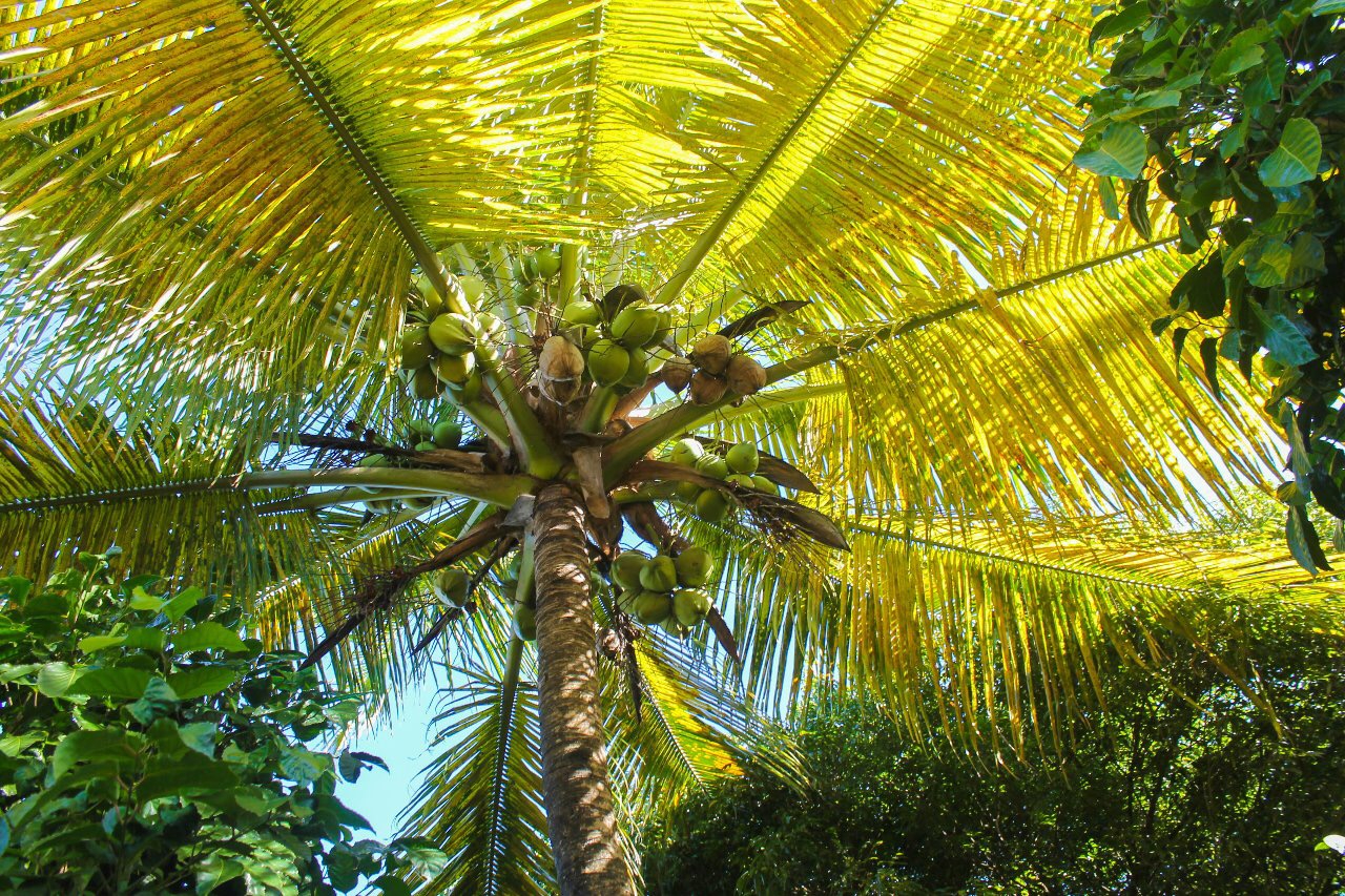 Palmeira e natureza tropical em destaque na Pousada Colibri