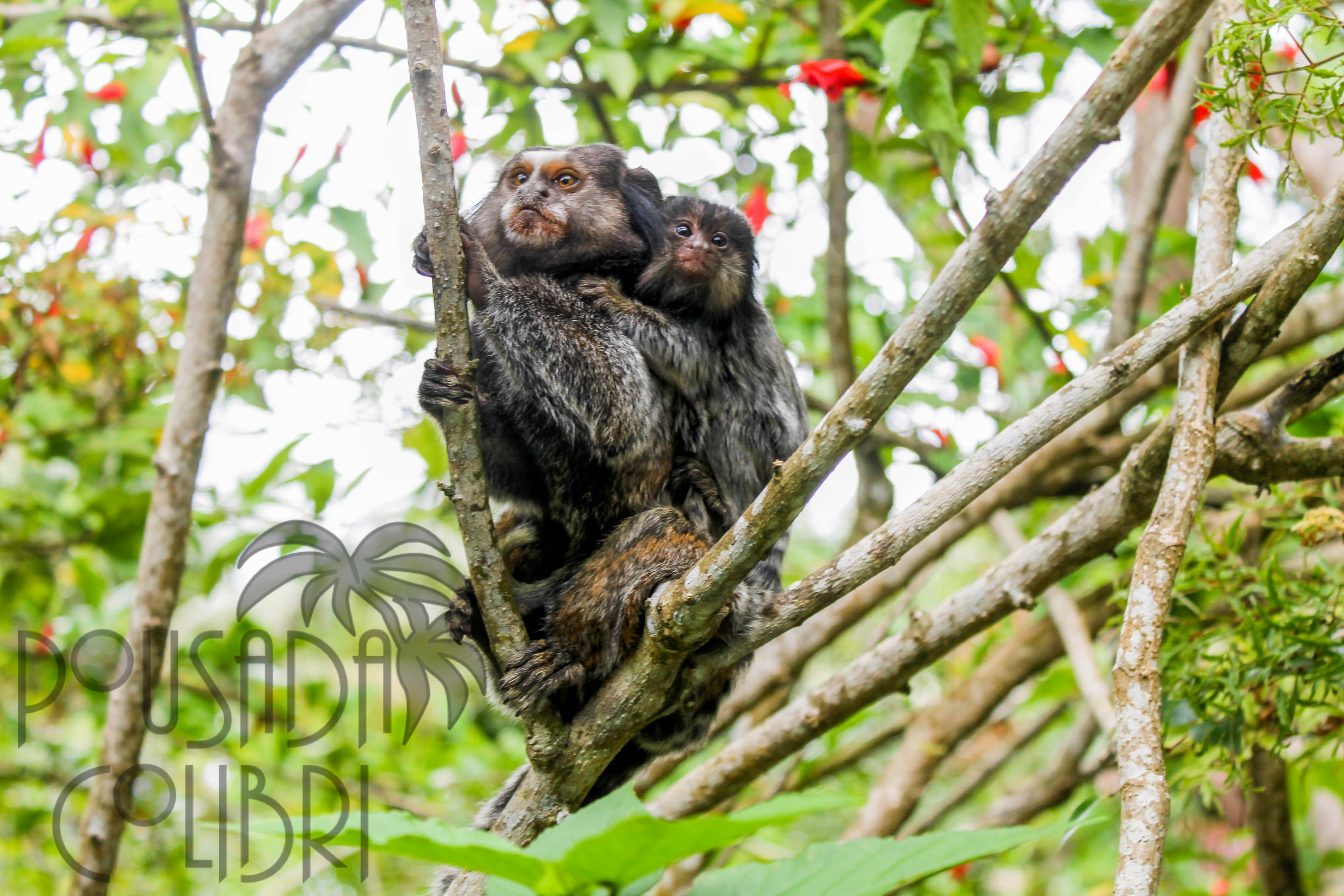 Fauna nativa entre a vegetação tropical da Pousada Colibri