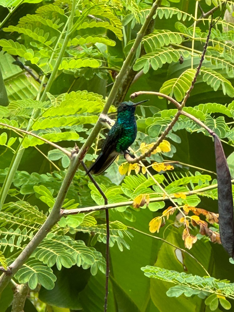 Colibri entre a vegetação tropical da pousada