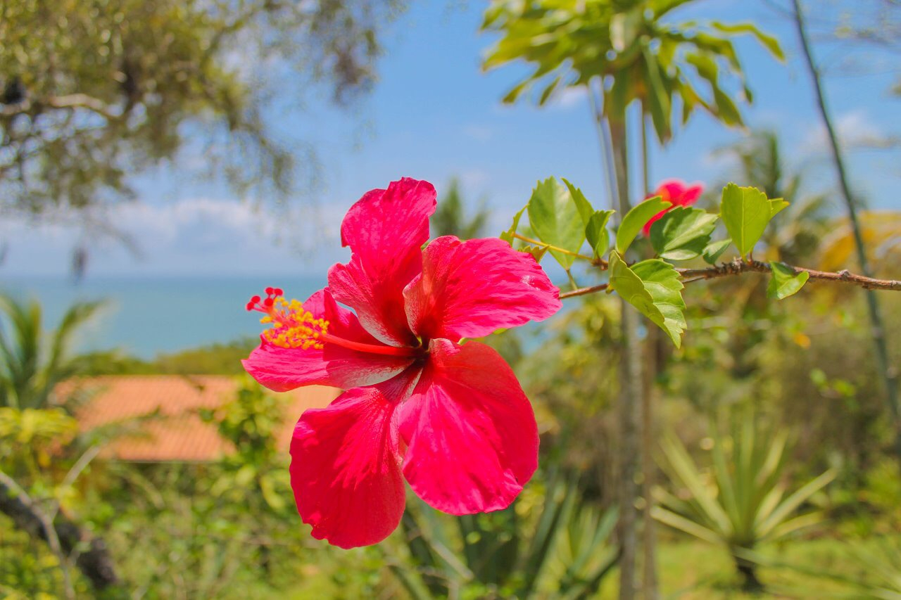Flor vermelha com o mar ao fundo na Pousada Colibri.