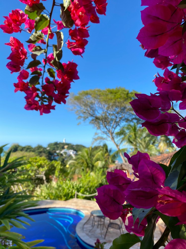 Flores junto à piscina e às árvores da Pousada Colibri.